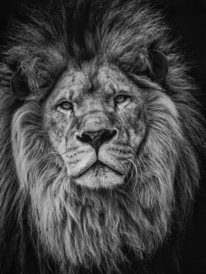 Black and white lion