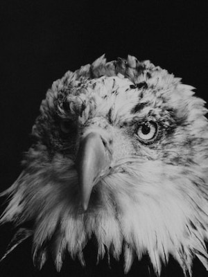 black and white eagle