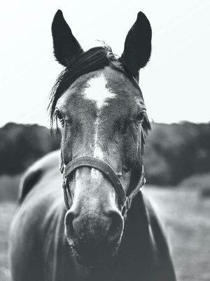 Black and white horse