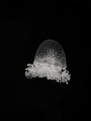 Black and white Jelly fish