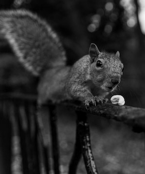 Black and white squirrel