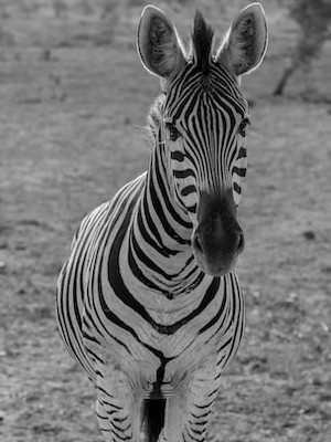 Black and white zebra